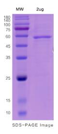 SDS-PAGE (GNS-4204H).jpg